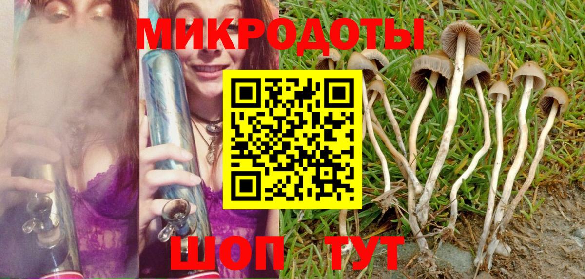 Псилоцибиновые грибы Psilocybe Крымск